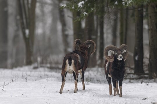 The European mouflon (Ovis gmelini) grows a thick undercoat in winter, which also protects these two rams from the cold, winter, snow, Germany