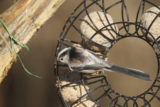 Long-tailed Tit (Aegithalos caudatus) at the winter feeding site in the forest, Allg&auml;u, Bavaria, Germany