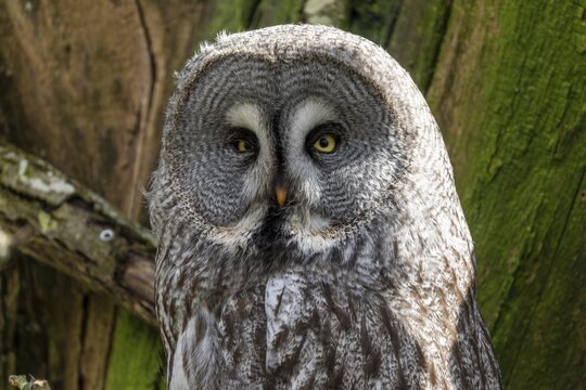 Bearded owl (Strix nebulosa), animal portrait, France