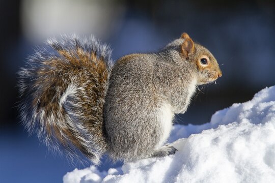 Eastern gray squirrel (sciurus carolinensis) sitting in snow and watching, Montreal botanical garden, province of Quebec, Canada