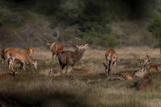 A red deer (Cervus elaphus) tests the mating readiness of a doe that has recently lain in this spot, this behaviour is called flehmen, abnormal, rutting season, deer rut, October, Denmark