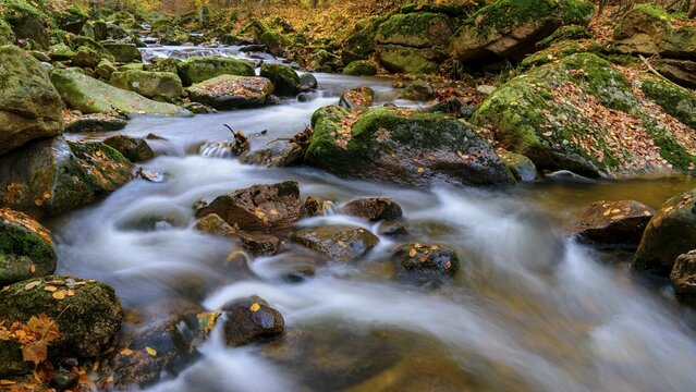 Autumn on the river Ilse in the Harz Mountains, foliage colouring, autumn, Ilse valley, Harz National Park, Ilsenburg, Saxony-Anhalt, Germany