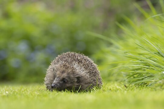 European hedgehog (Erinaceus europaeus) adult animal on a garden grass lawn in springtime, Suffolk, England, United Kingdom