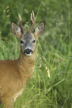 Roe deer (Capreolus capreolus) buck portrait, Allg&auml;u, Bavaria, Germany