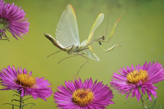 Praying mantis (Mantis religiosa) in flight on the blossoms of the aster