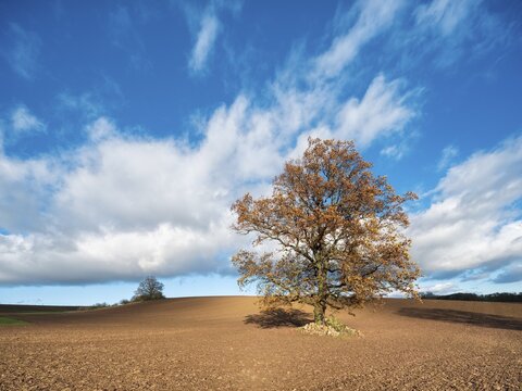 Solitary oak tree on ploughed field under blue sky with clouds in autumn, Burgenlandkreis, Saxony-Anhalt, Germany