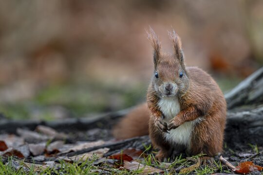 Attention guarantees the squirrel (Sciurus vulgaris) a longer life, because it has many enemies to fear, in such open places there is a particularly great danger from the hawk, food, sweet, cute, December, Germany