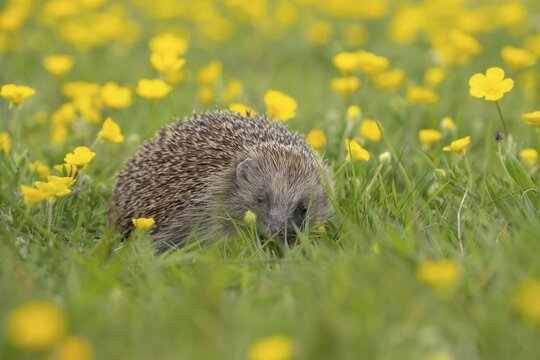 European hedgehog (Erinaceus europaeus) adult animal in a spring time meadow with flowering Buttercups, England, United Kingdom