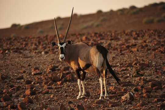 Oryx antelope (Oryx) marches through the barren scree landscape in the evening sun, Kunene, Namibia
