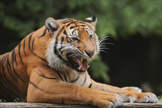 Sumatran tiger (Panthera tigris sumatrae), male snarling, captive, occurring on Sumatra, Indonesia