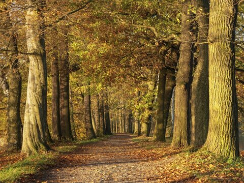 Oak avenue in autumn, Plothen pond area, Thuringia, Germany