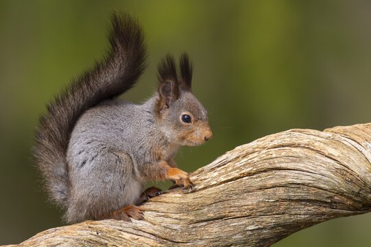 Squirrel (Sciurus vulgaris) on a tree trunk with food, F&aring;gelsj&ouml;, G&auml;vleborgs l&auml;n, Sweden