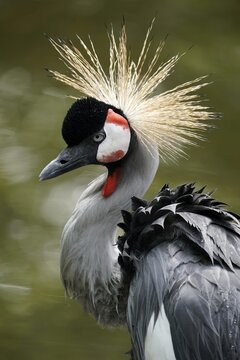 Black crowned crane (Balearica pavonina) animal portrait, Captive, Germany
