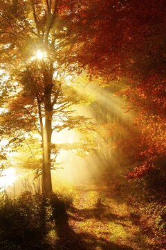 Forest path through beech forest in full autumn colour in autumn, sun shining through morning fog, Harz, Wernigerode, Saxony-Anhalt, Germany