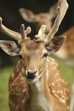 Fallow deer (Dama dama), so-called double-headed deer, called so in hunter's language when the deer does not shed its antlers, and the new antlers grow out next to the undropped ones, Lower Austria, Austria