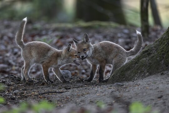 The pointed milk teeth of red fox cubs (Vulpes vulpes) are replaced by the final set of teeth after about 17 weeks, rearing cubs, animal cubs, cute, playful, wrestling, May, Germany