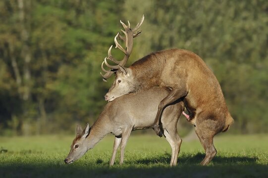 Red deer (Cervus elaphus), pair copulating, North Rhine-Westphalia, Germany