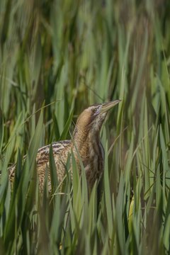 Eurasian Bittern or Great Bittern (Botaurus stellaris) adult bird in reed bed, Suffolk, United Kingdom