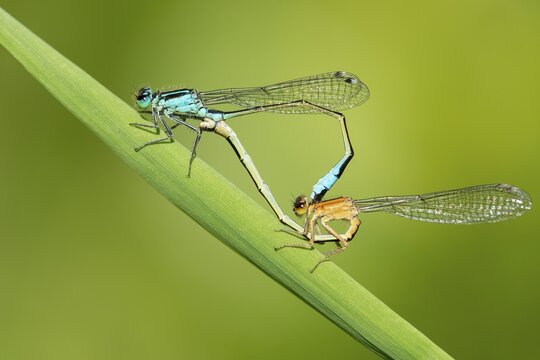 Blue-tailed damselfly (Ischnura elegans), mating wheel, Oldenburger M&uuml;nsterland, Hunte, Goldenstedt, Lower Saxony, Germany