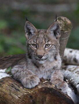 Eurasian lynx (Lynx lynx), young lynx lying on an old tree trunk and looking attentively, captive, Germany