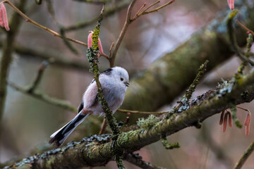 Long tailed tit perching on a alder branch in nature © Aleksander Bolbot