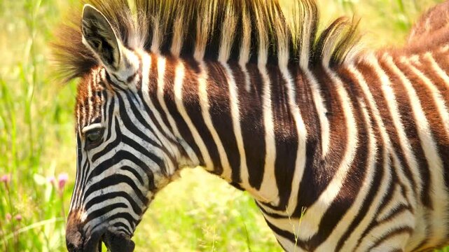 Close up abstract shot of the unique black and white striped fur pattern on the neck of a wild zebra on safari