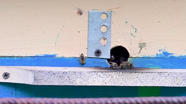 A close-up video of bees