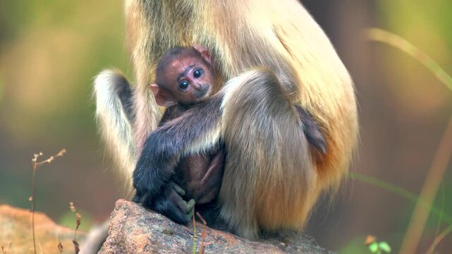 Close up shot of a rhesus macaque monkey mother holding her tiny newborn baby protectively while sitting outdoors in natural light