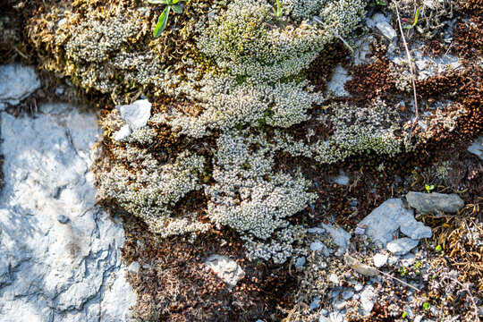 Silver moss (Bryum argenteum) growing on rocky alpine terrain in the Swiss Alps, Silver moss (Bryum argenteum) forming dense cushions on rocky alpine ground in the Swiss Alps. Hardy bryophyte adapted 