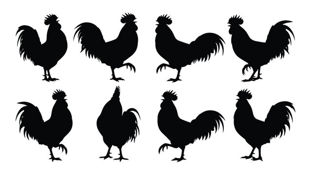 Collection of rooster silhouettes in various poses against a white background a striking black silhouette roosters cock cockerel fowl poultry