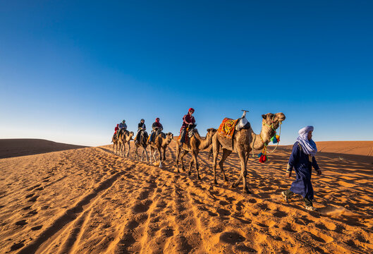 group of friends enjoying a camel ride in the Sahara