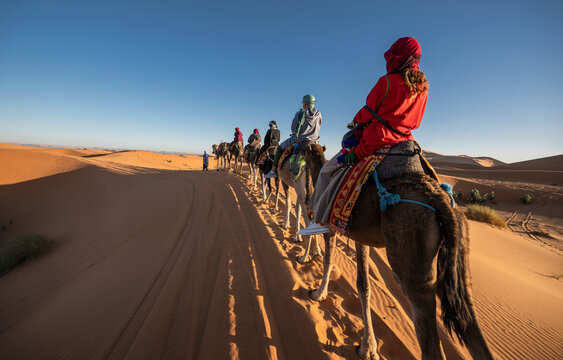 group of friends enjoying a camel ride in the Sahara