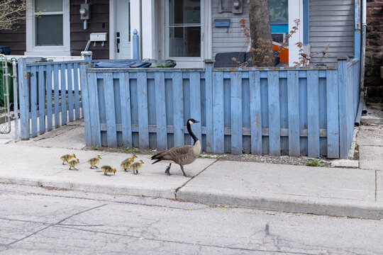 Canada Goose mother leads goslings on city sidewalk