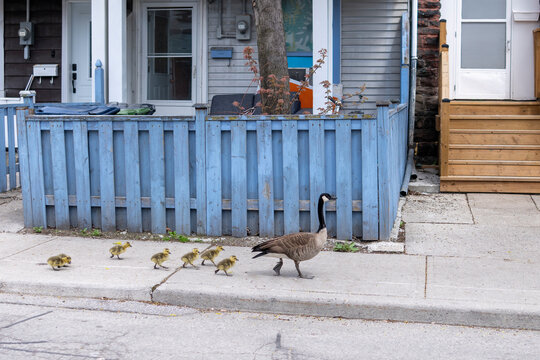 Canada goose leads goslings down a city sidewalk
