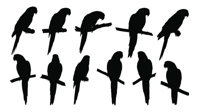 A collection of parrot silhouettes in various poses against a white background silhouette parrots avian bird birds tropical macaw cockatoo