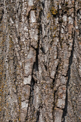 Obraz premium Extreme close-up macro photograph of aged tree bark with intricate network of deep cracks and light gray peeling surface