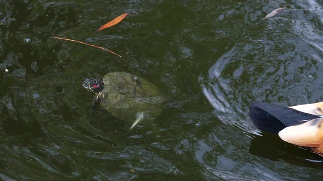 A turtle with red markings swims in a pond alongside a duck