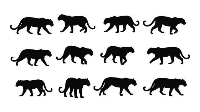 Collection of panther silhouettes in various walking poses against a white background silhouette panthers big cat feline felines predator predators