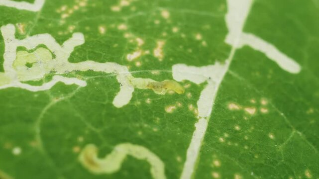 Leaf miner insect larvae that has been burrowing inside a leaf macro close up stock footage