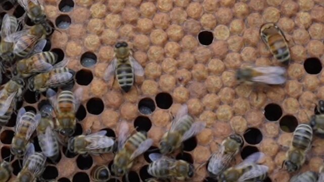 Varroa mite enters a bee brood cell