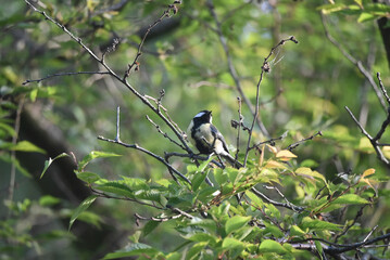 A cute great tit bird, Parus major, looking up from a branch in the tree. Photo with shallow focus.  © Chanteur-de-Vent
