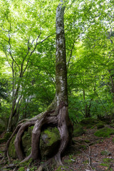 Fototapeta premium Mossy Primeval Forest Near Oike Springs, Oita, Japan