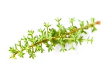 Obraz premium A close-up photo of a green rosemary branch with small leaves on a white background for meta-llama llama maverick instruct