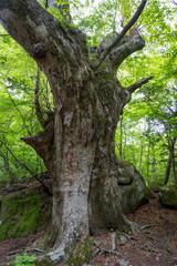Fototapeta premium Mossy Primeval Forest Near Oike Springs, Oita, Japan