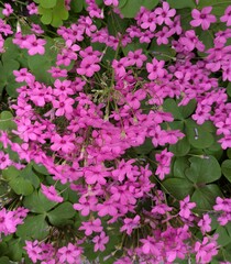 Obraz premium Vibrant pink oxalis flowers with green leaves