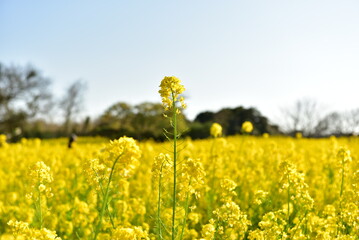Obraz premium 菜の花