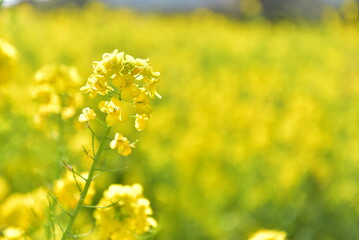 Obraz premium 菜の花