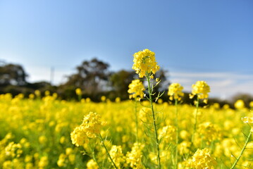 Obraz premium 菜の花