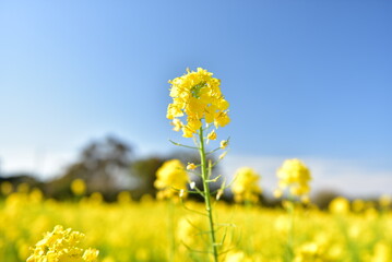 Fototapeta premium 菜の花