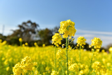 Fototapeta premium 菜の花